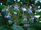 Asclepias exaltata | Poke & Tall Milkweed | 10_Seeds
