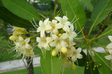 Fagraea fragrans | Ironwood | Tembusu | 50_Seeds