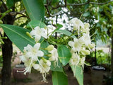 Fagraea fragrans | Ironwood | Tembusu | 50_Seeds