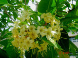 Fagraea fragrans | Ironwood | Tembusu | 50_Seeds