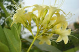 Fagraea fragrans | Ironwood | Tembusu | 50_Seeds