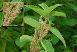 Boehmeria cylindrica | False Nettle | Bog Hemp | 100_Seeds