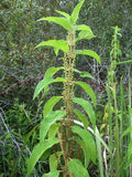 Boehmeria cylindrica | False Nettle | Bog Hemp | 100_Seeds