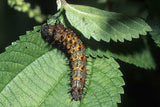 Boehmeria cylindrica | False Nettle | Bog Hemp | 100_Seeds