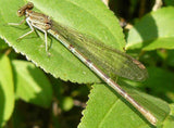 Boehmeria cylindrica | False Nettle | Bog Hemp | 100_Seeds