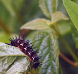 Boehmeria cylindrica | False Nettle | Bog Hemp | 100_Seeds