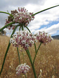 Asclepias fascicularis | Mexican Whorled Narrow Leaf Milkweed | 50_Seeds