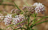 Asclepias fascicularis | Mexican Whorled Narrow Leaf Milkweed | 50_Seeds