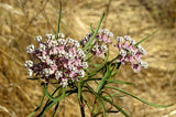 Asclepias fascicularis | Mexican Whorled Narrow Leaf Milkweed | 50_Seeds