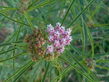 Asclepias fascicularis | Mexican Whorled Narrow Leaf Milkweed | 50_Seeds