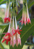 Fuchsia boliviana Alba | 100_Seeds