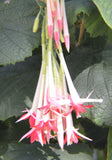 Fuchsia boliviana Alba | 100_Seeds