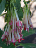 Fuchsia boliviana Alba | 100_Seeds