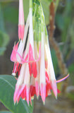 Fuchsia boliviana Alba | 100_Seeds