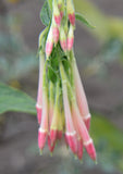 Fuchsia boliviana Alba | 100_Seeds
