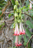 Fuchsia boliviana Alba | 100_Seeds
