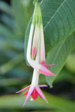 Fuchsia boliviana Alba | 100_Seeds