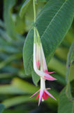 Fuchsia boliviana Alba | 100_Seeds