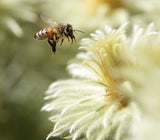 Phylica pubescens | Featherhead | Flannel Flower | 50_Seeds