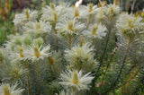 Phylica pubescens | Featherhead | Flannel Flower | 50_Seeds