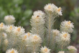 Phylica pubescens | Featherhead | Flannel Flower | 50_Seeds