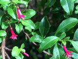 Fuchsia encliandra tetradactyla | 10_Seeds