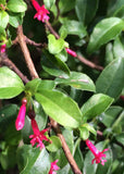 Fuchsia encliandra tetradactyla | 10_Seeds