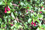 Fuchsia encliandra tetradactyla | 10_Seeds