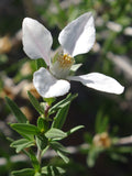 Fendlera rupicola | Cliff fendlerbush | 10_Seeds