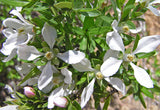 Fendlera rupicola | Cliff fendlerbush | 10_Seeds