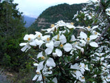 Fendlera rupicola | Cliff fendlerbush | 10_Seeds