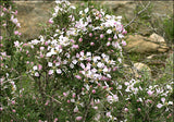 Fendlera rupicola | Cliff fendlerbush | 10_Seeds