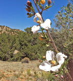 Fendlera rupicola | Cliff fendlerbush | 10_Seeds