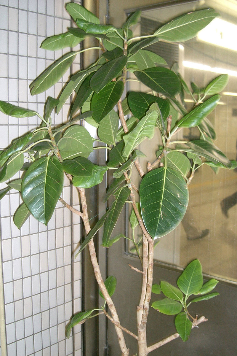 ficus altissima council tree Ficus altissima | Council Tree