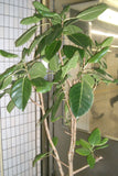 Ficus altissima | Council Tree | 200_Seeds