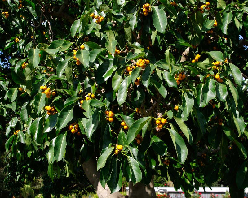 ficus altissima flower Ficus altissima | Council Tree