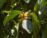 Ficus altissima | Council Tree | 200_Seeds