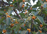 Ficus altissima | Council Tree | 200_Seeds
