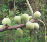 Ficus amplissima | Indian Bat Tree & Fig | Pimpri | Pipri | Pipali | 100_Seeds