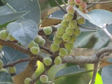 Ficus amplissima | Indian Bat Tree & Fig | Pimpri | Pipri | Pipali | 100_Seeds