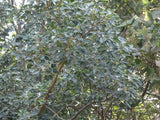 Ficus amplissima | Indian Bat Tree & Fig | Pimpri | Pipri | Pipali | 100_Seeds