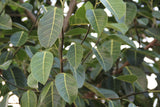 Ficus benghalensis | Indian Banyan Fig | 100_Seeds