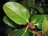 Ficus benghalensis | Indian Banyan Fig | 100_Seeds
