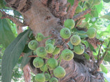 Ficus hispida | 200_Seeds