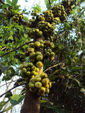 Ficus hispida | 200_Seeds