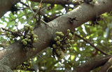 Ficus hispida | 200_Seeds