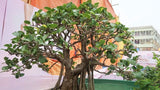 Ficus infectoria | Strangler & Cuvi White Fig | Banyan | 50_Seeds
