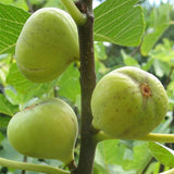 Ficus infectoria | Strangler & Cuvi White Fig | Banyan | 50_Seeds