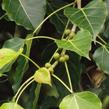 Ficus infectoria | Strangler & Cuvi White Fig | Banyan | 50_Seeds