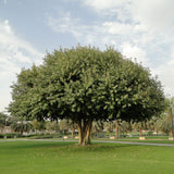 Ficus infectoria | Strangler & Cuvi White Fig | Banyan | 50_Seeds